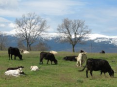 Ruta de los oficios con más vacas y vistas